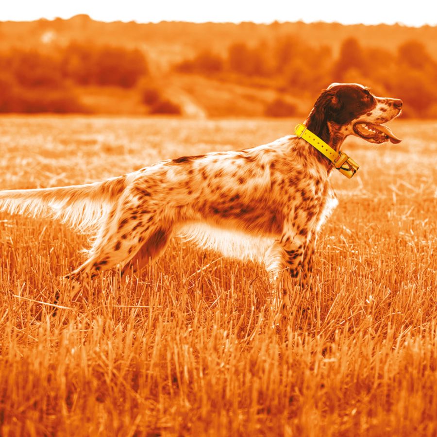Midland Beeper One GPS – Système de localisation GPS pour chien de chasse – C1583